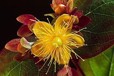 《中世纪王朝》正在开发VR移植版 未来将登录PSVR2